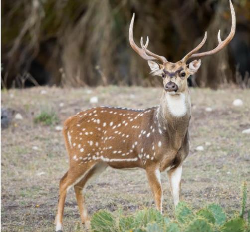 Lot 20 Gracewood Way, Dripping Springs, TX 78620