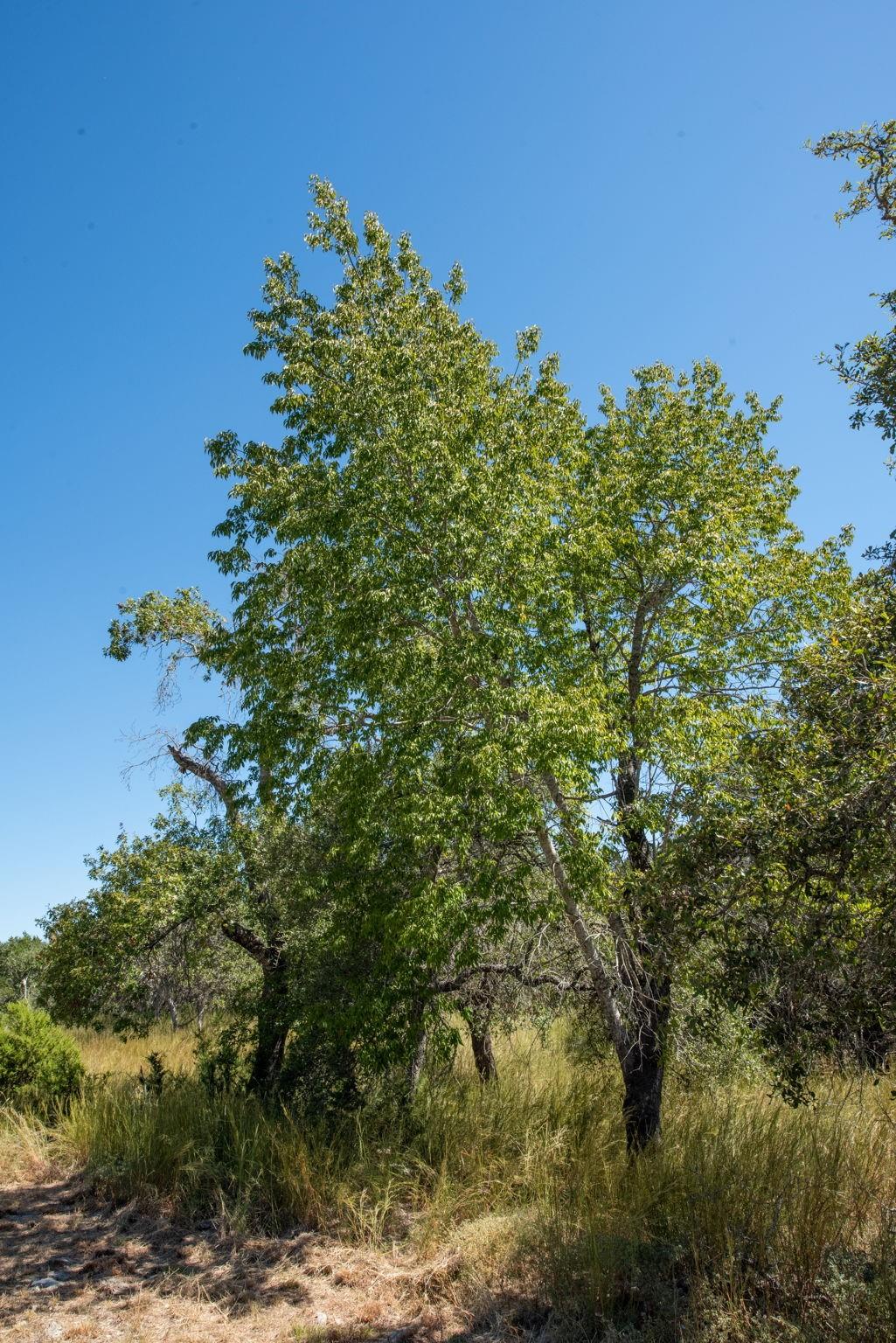 840 Forest View Dr, Blanco, TX 78606