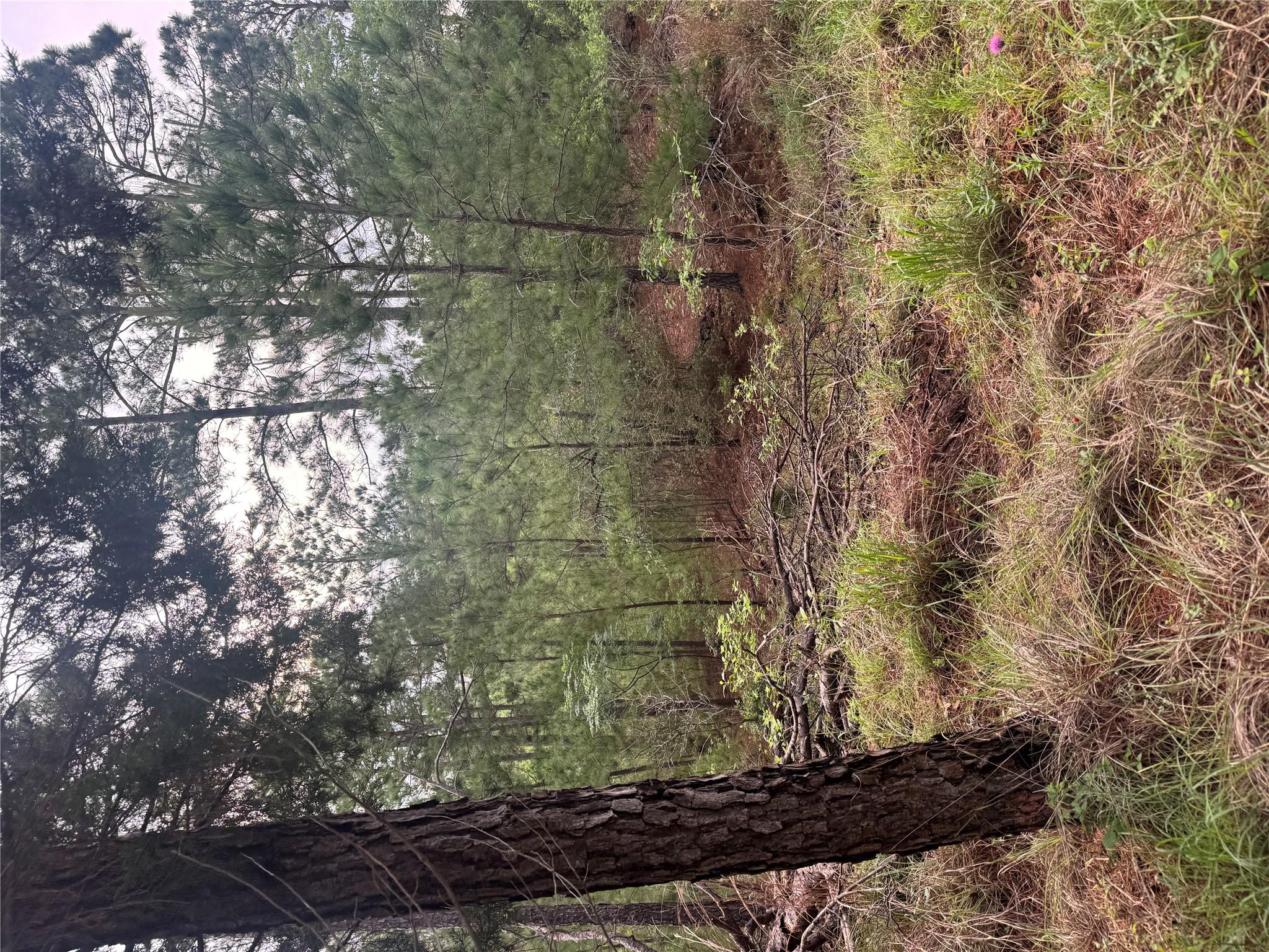 Lot 1491 Haleakala, Bastrop, TX 78602