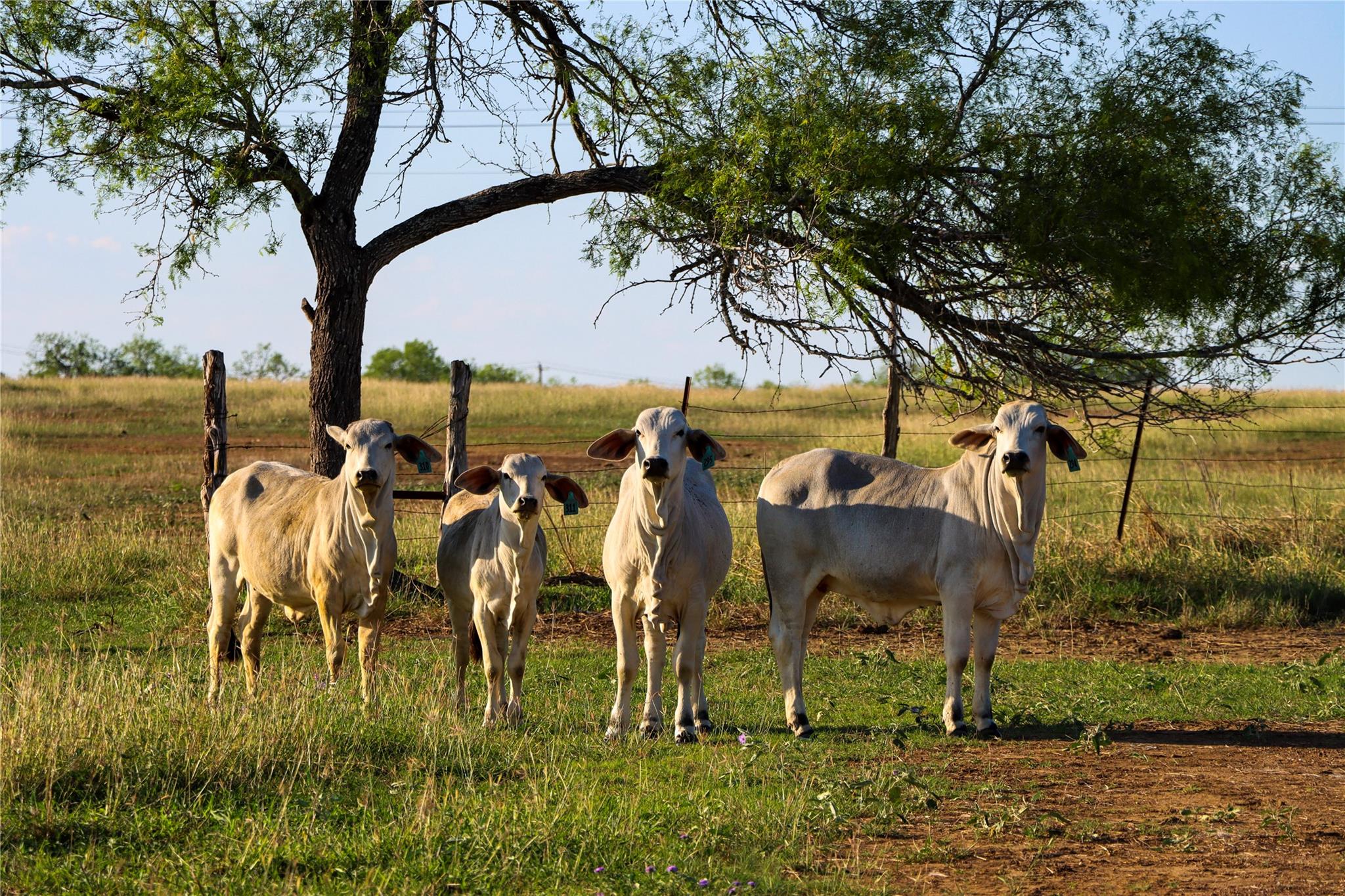 Tract 3 +/- 29 AC E State Highway 87, Nixon, TX 78140