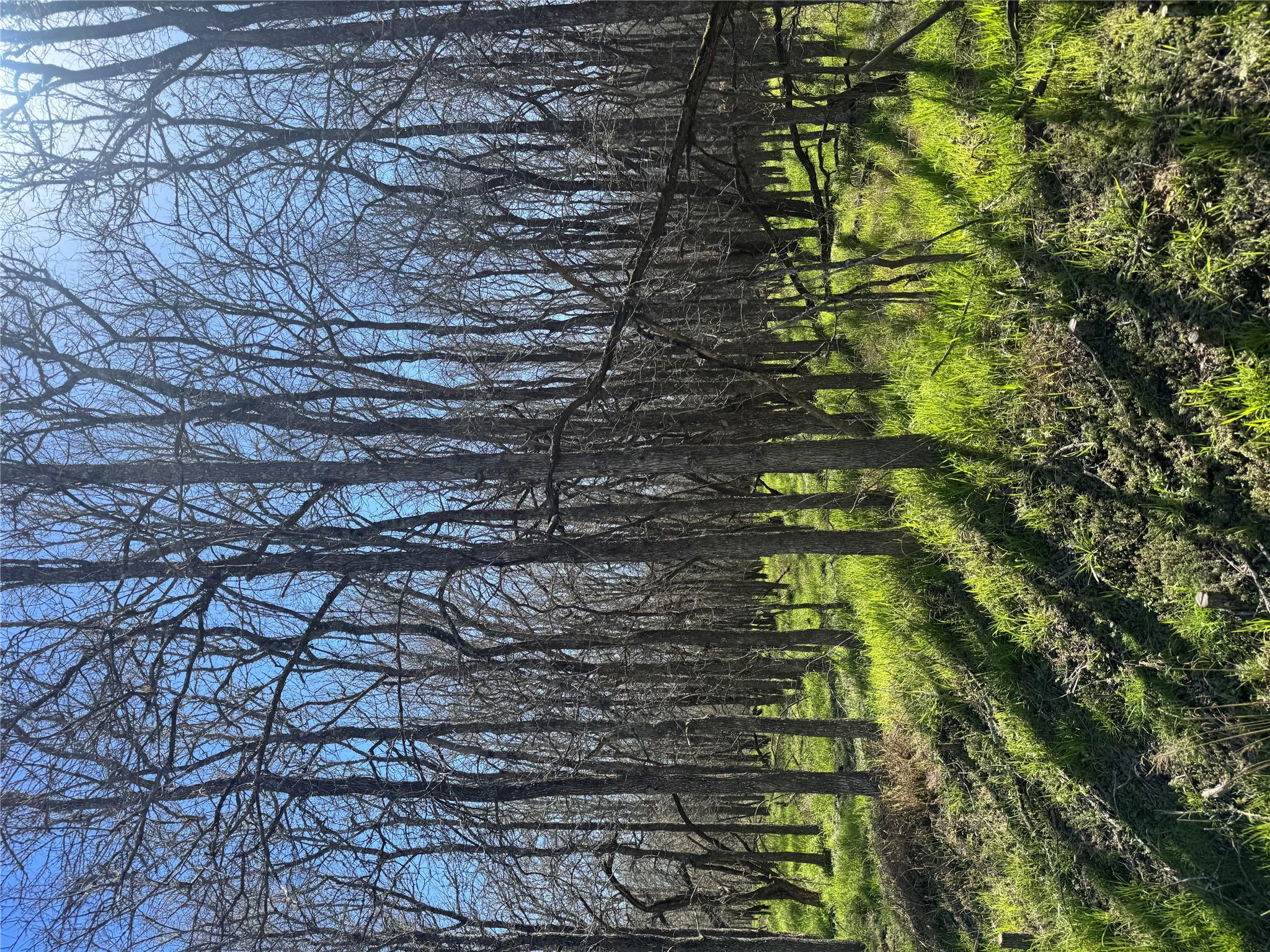 289 Iva Ln, Bastrop, TX 78602