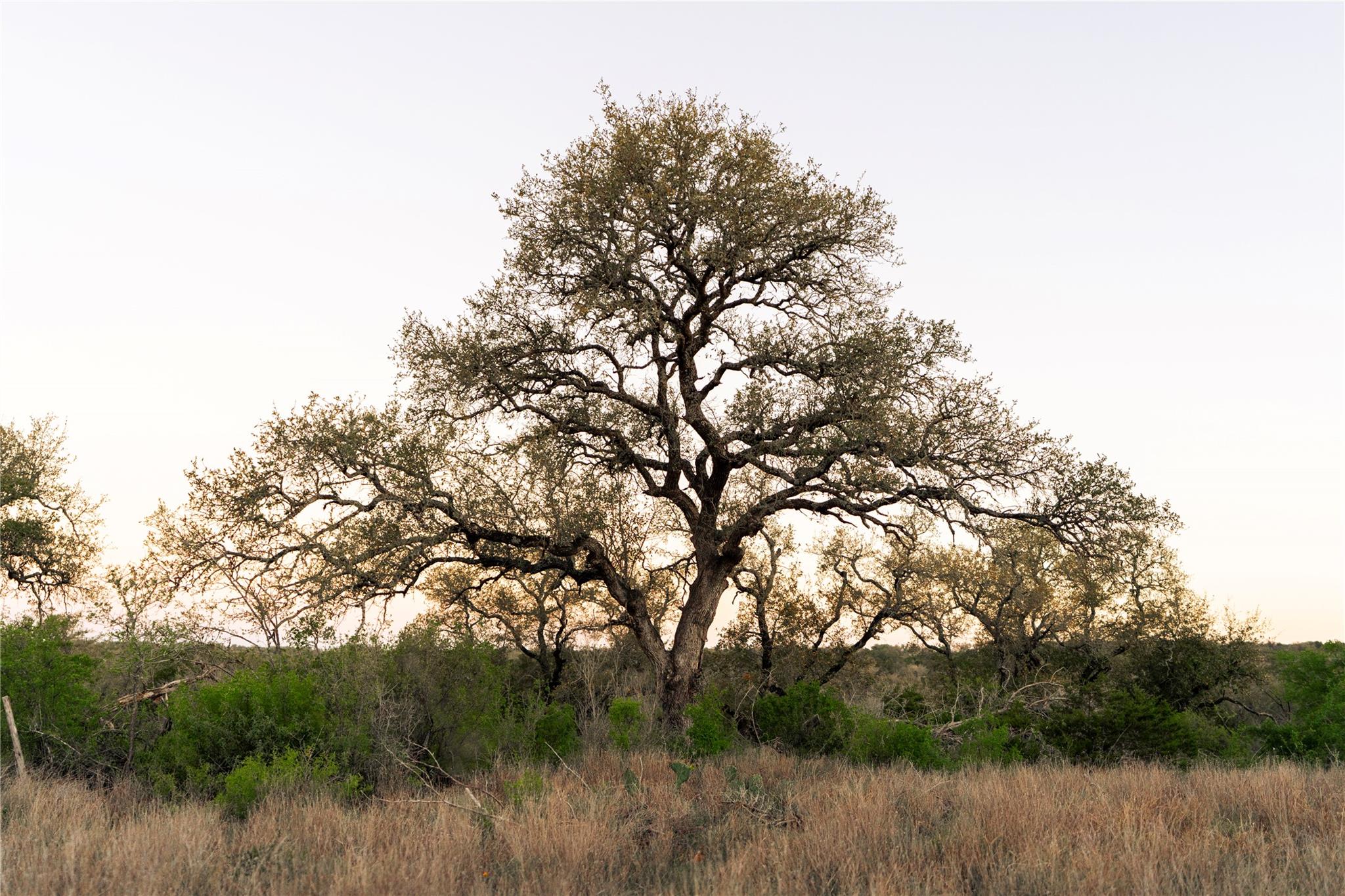 1901 Oak Grove Rd, San Marcos, TX 78666