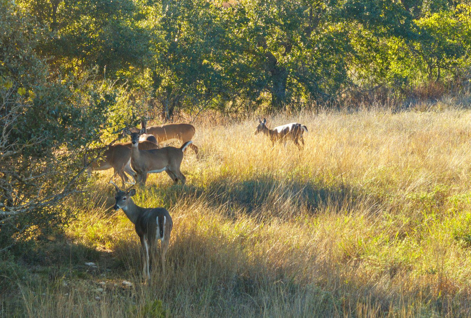 Dripping Springs, TX 78620