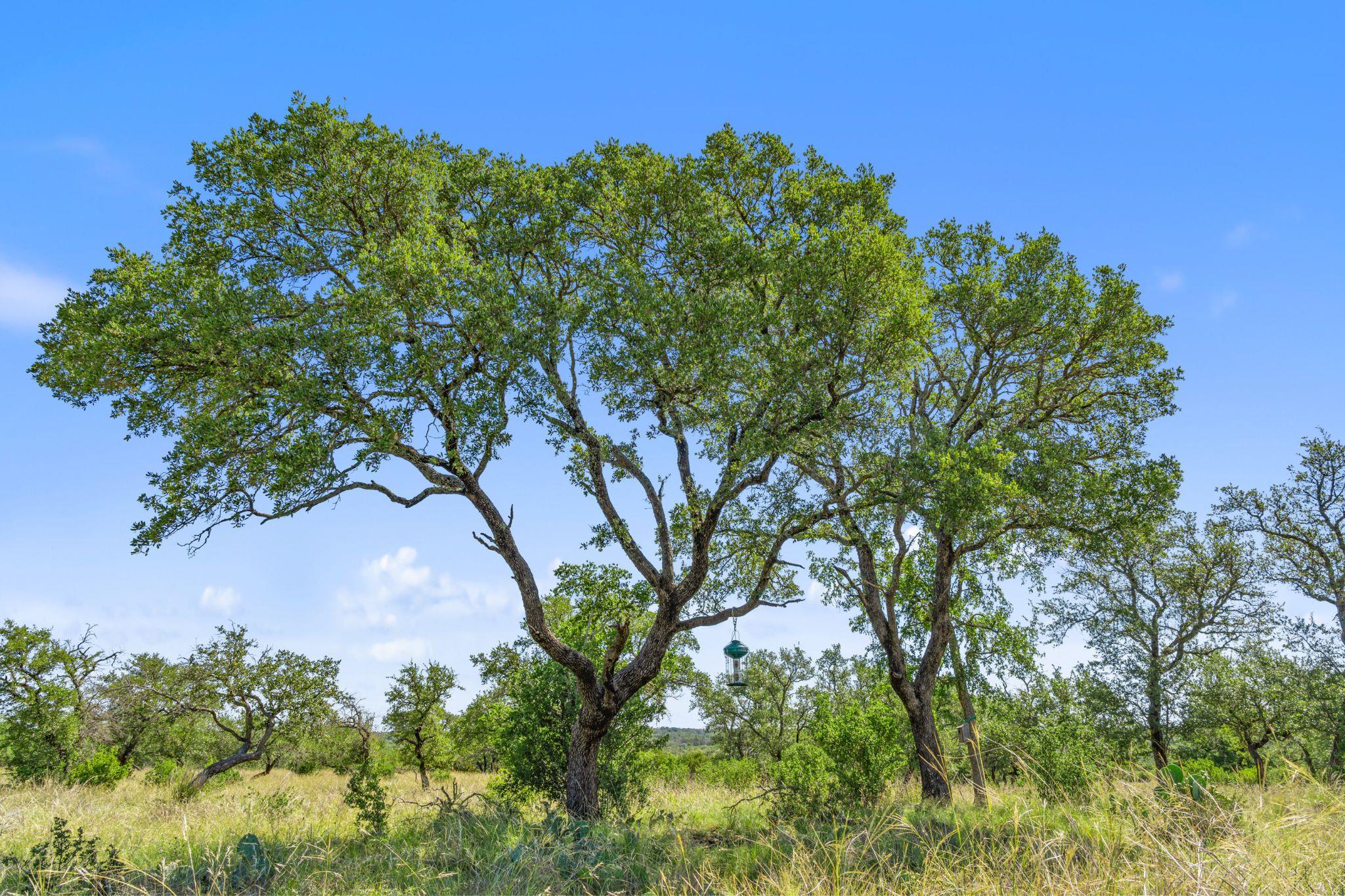 620 Rio Vista Rd, Johnson City, TX 78636