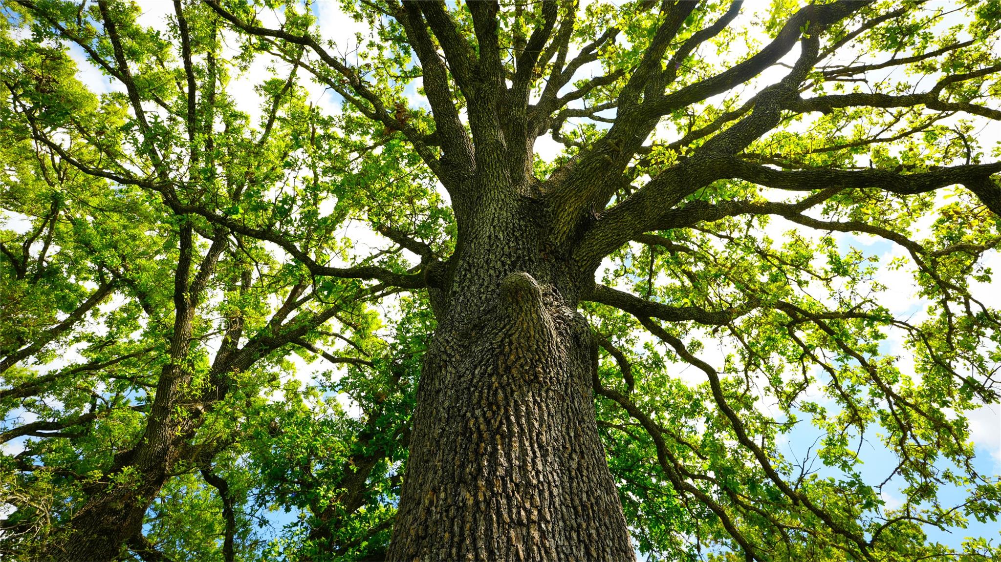 8770 Lee Ln, Madisonville, TX 77872