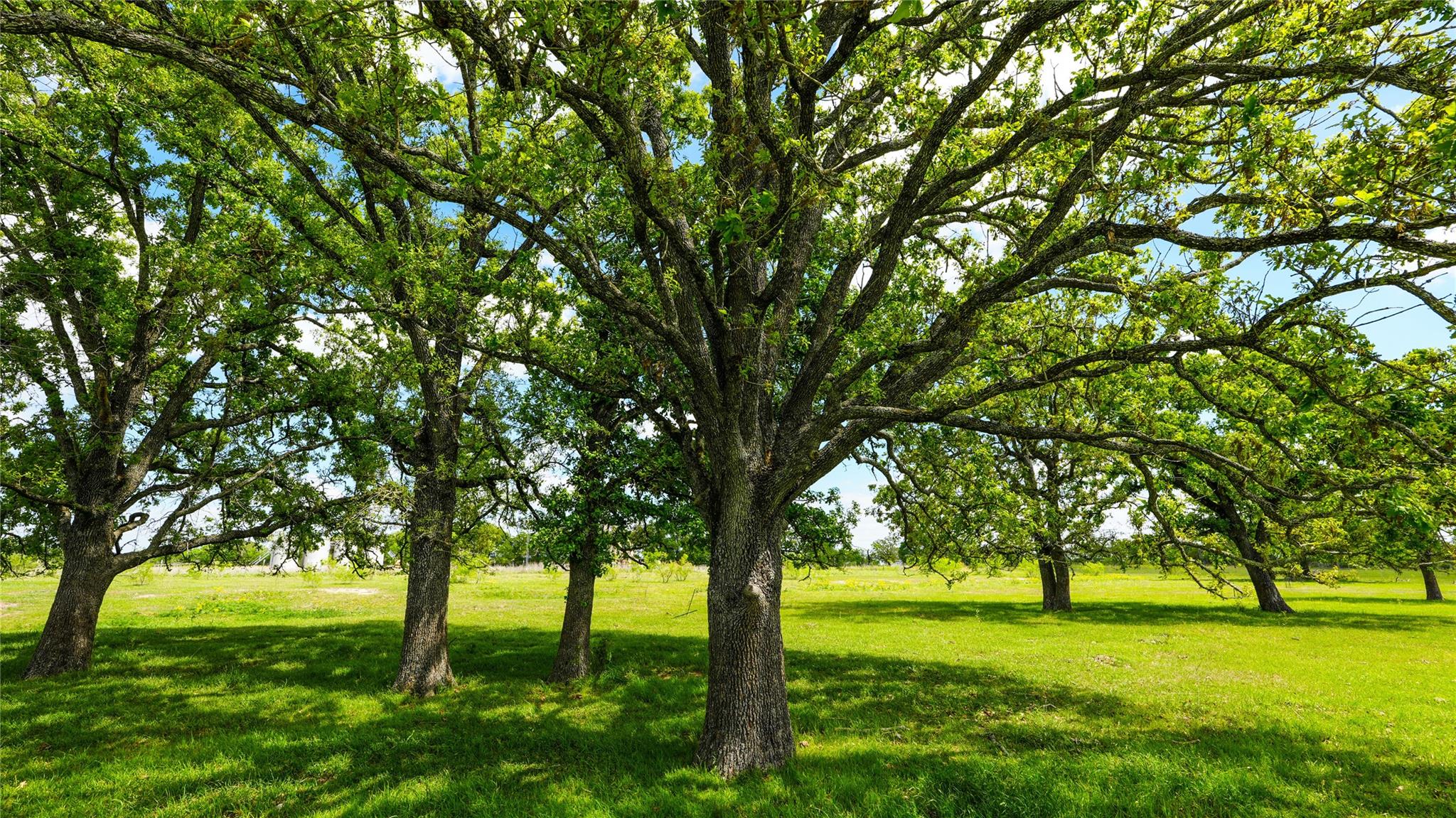 8770 Lee Ln, Madisonville, TX 77872