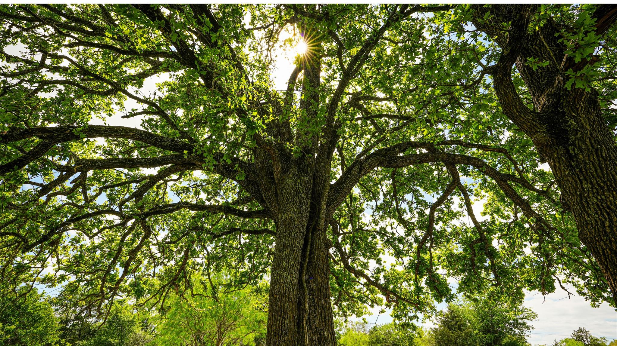 8770 Lee Ln, Madisonville, TX 77872