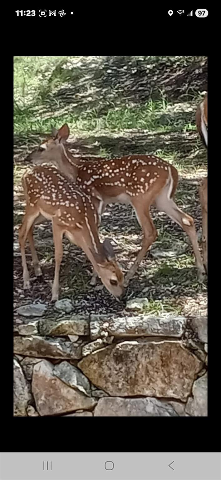 1332 Johnson Rd, Canyon Lake, TX 78133