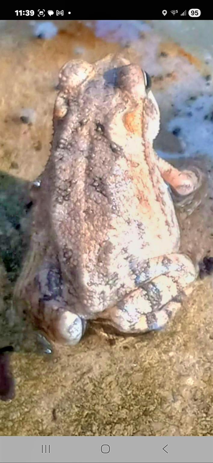 1332 Johnson Rd, Canyon Lake, TX 78133