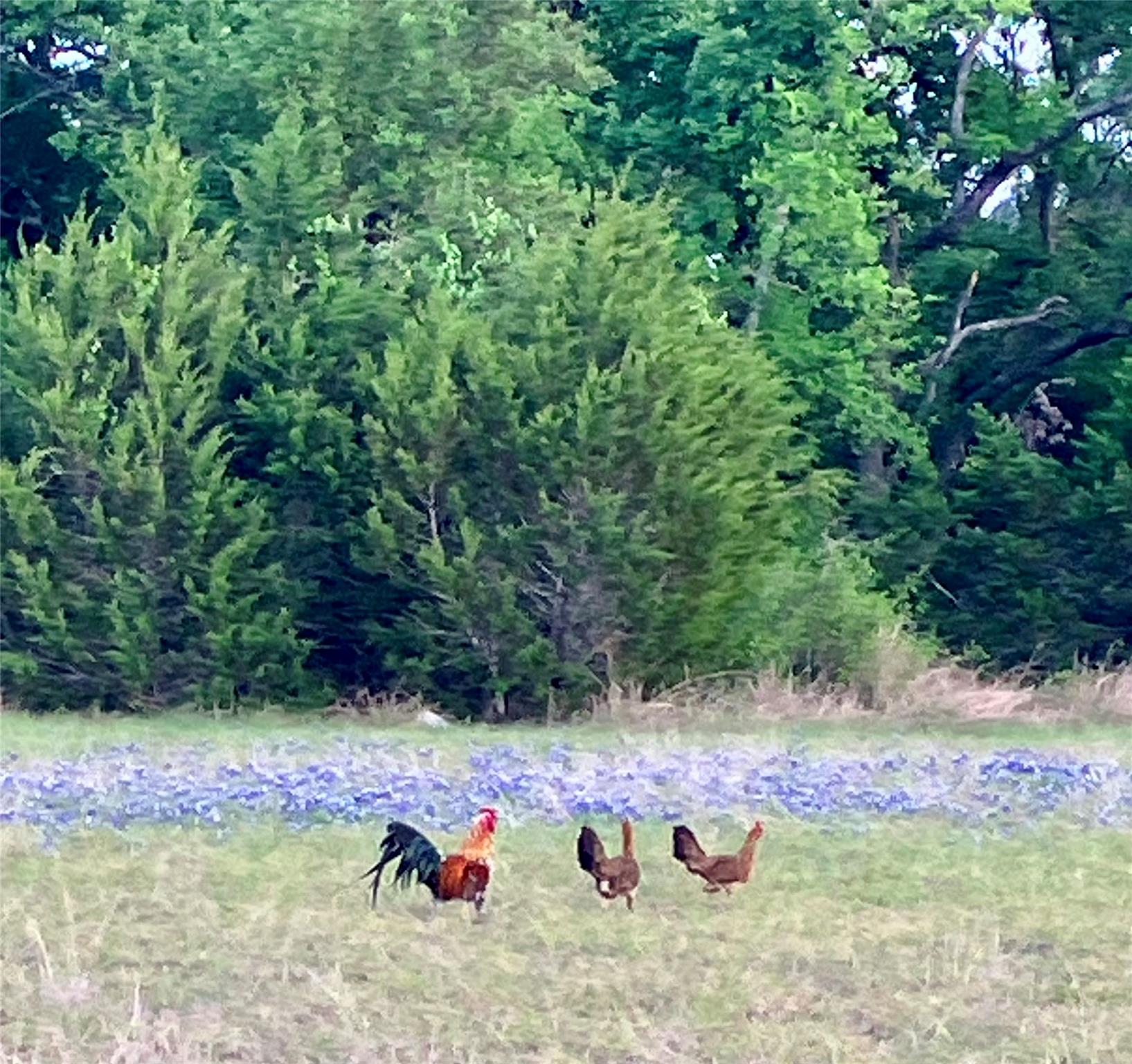 913 County Road 220, Florence, TX 76527