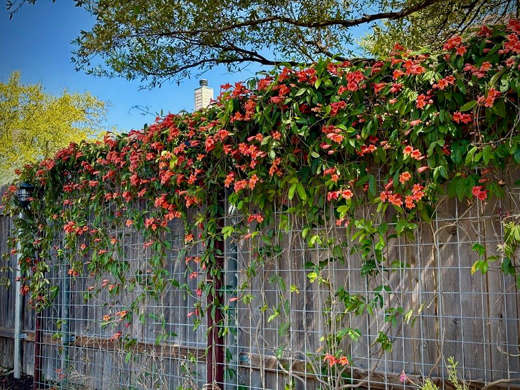 408 Kissing Oak Dr, Austin, TX 78748