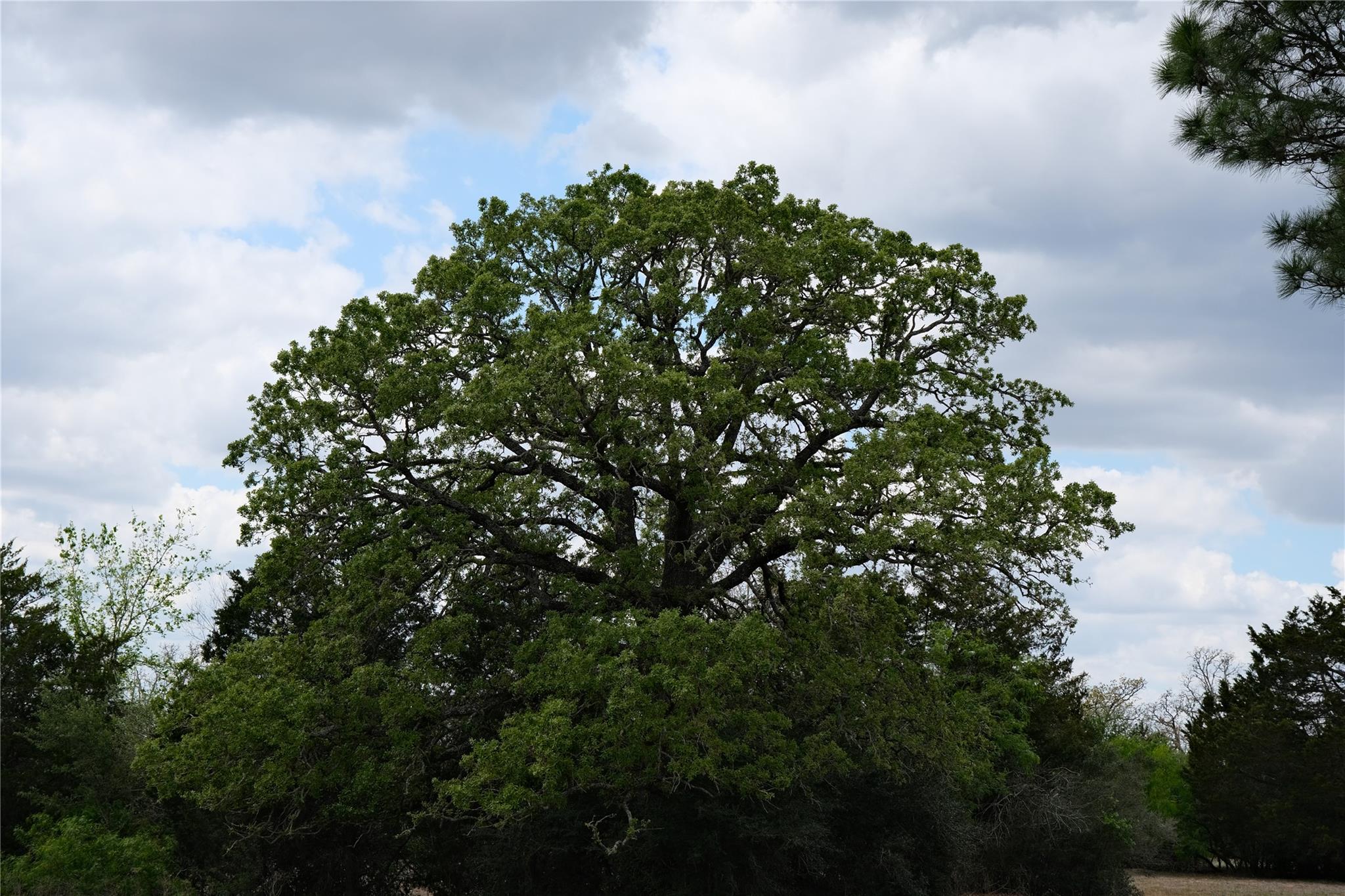 446 Herron Trl, McDade, TX 78650