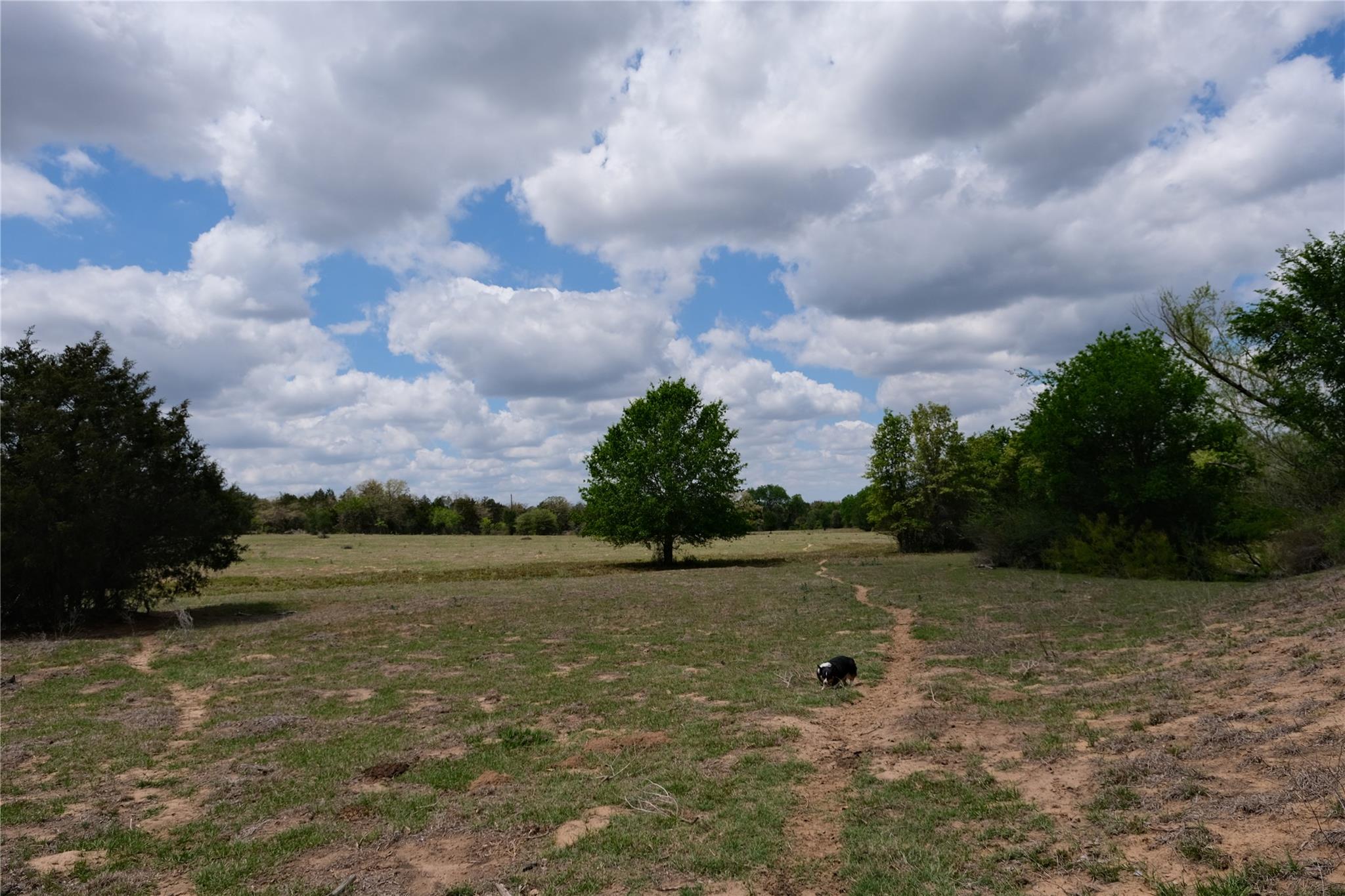 446 Herron Trl, McDade, TX 78650