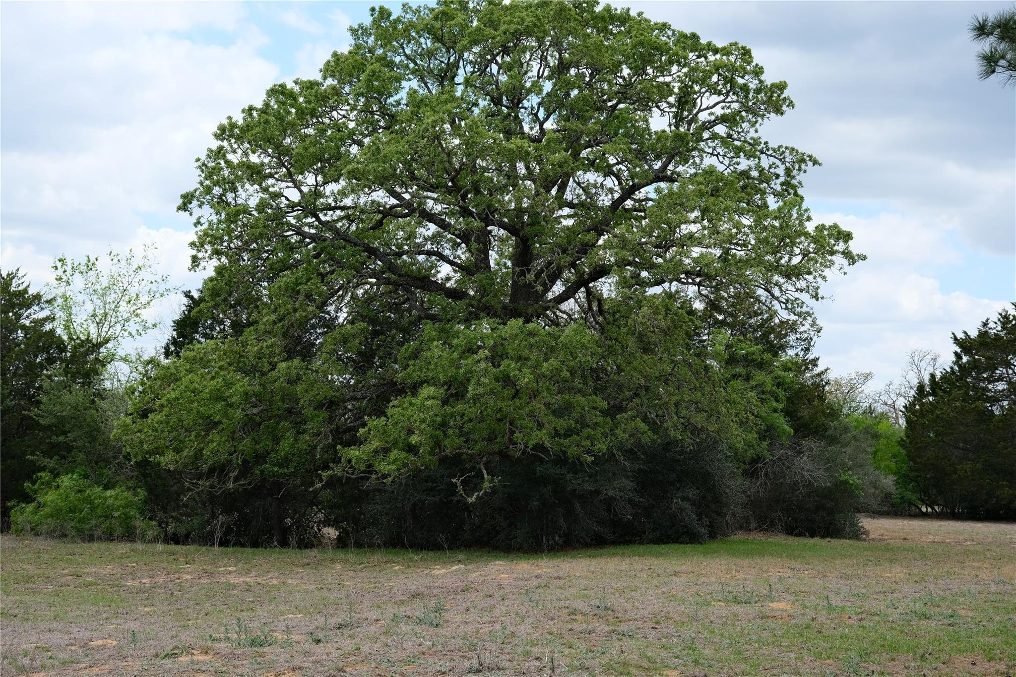 446 Herron Trl, McDade, TX 78650