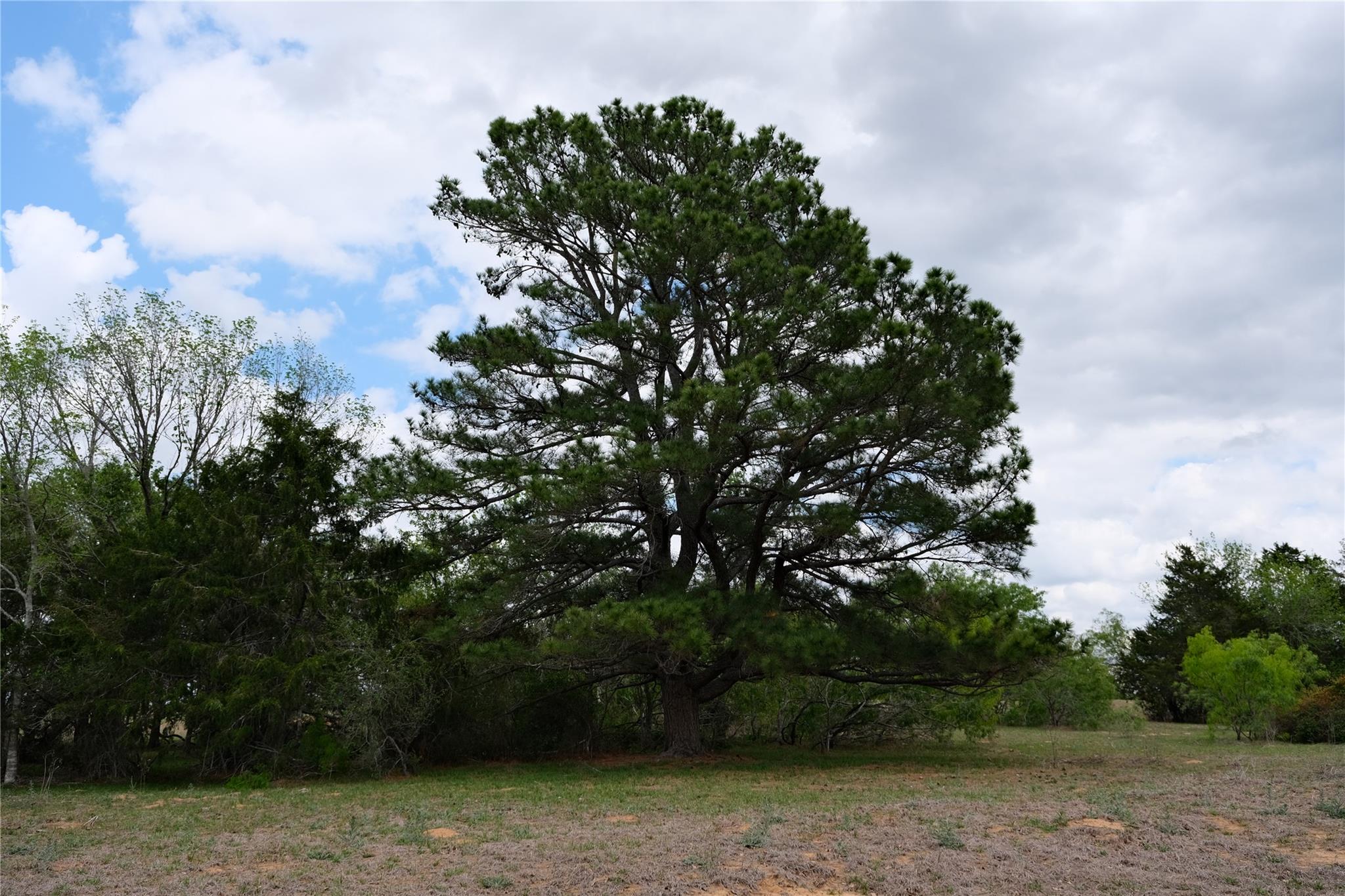 446 Herron Trl, McDade, TX 78650