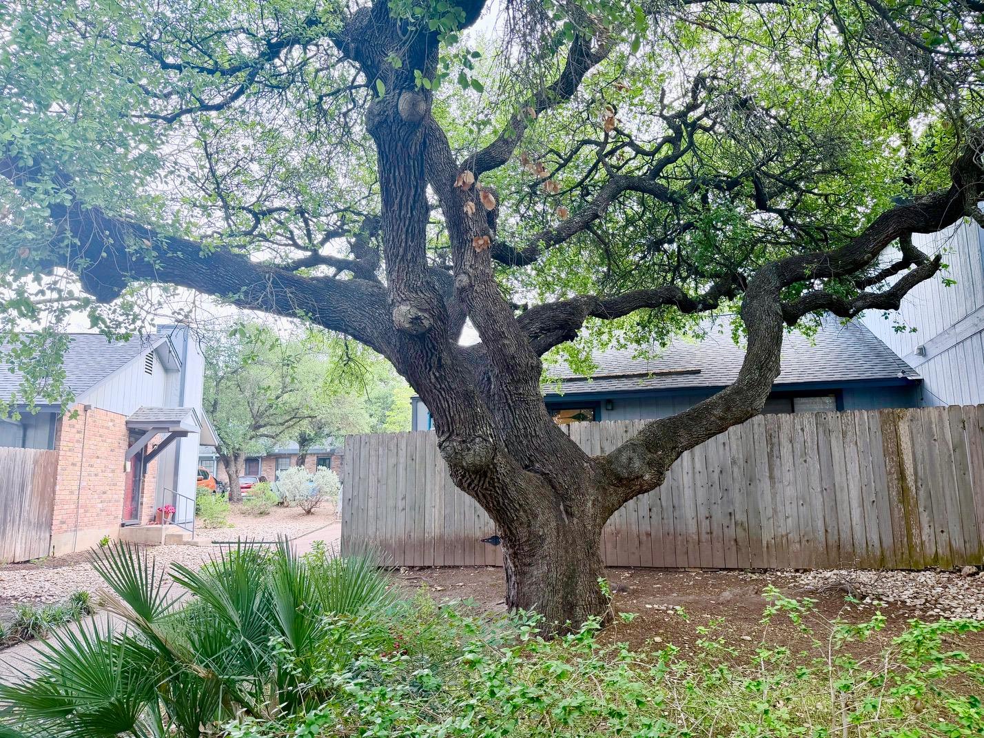 1411 Gracy Farms Ln # unit #96, Austin, TX 78758