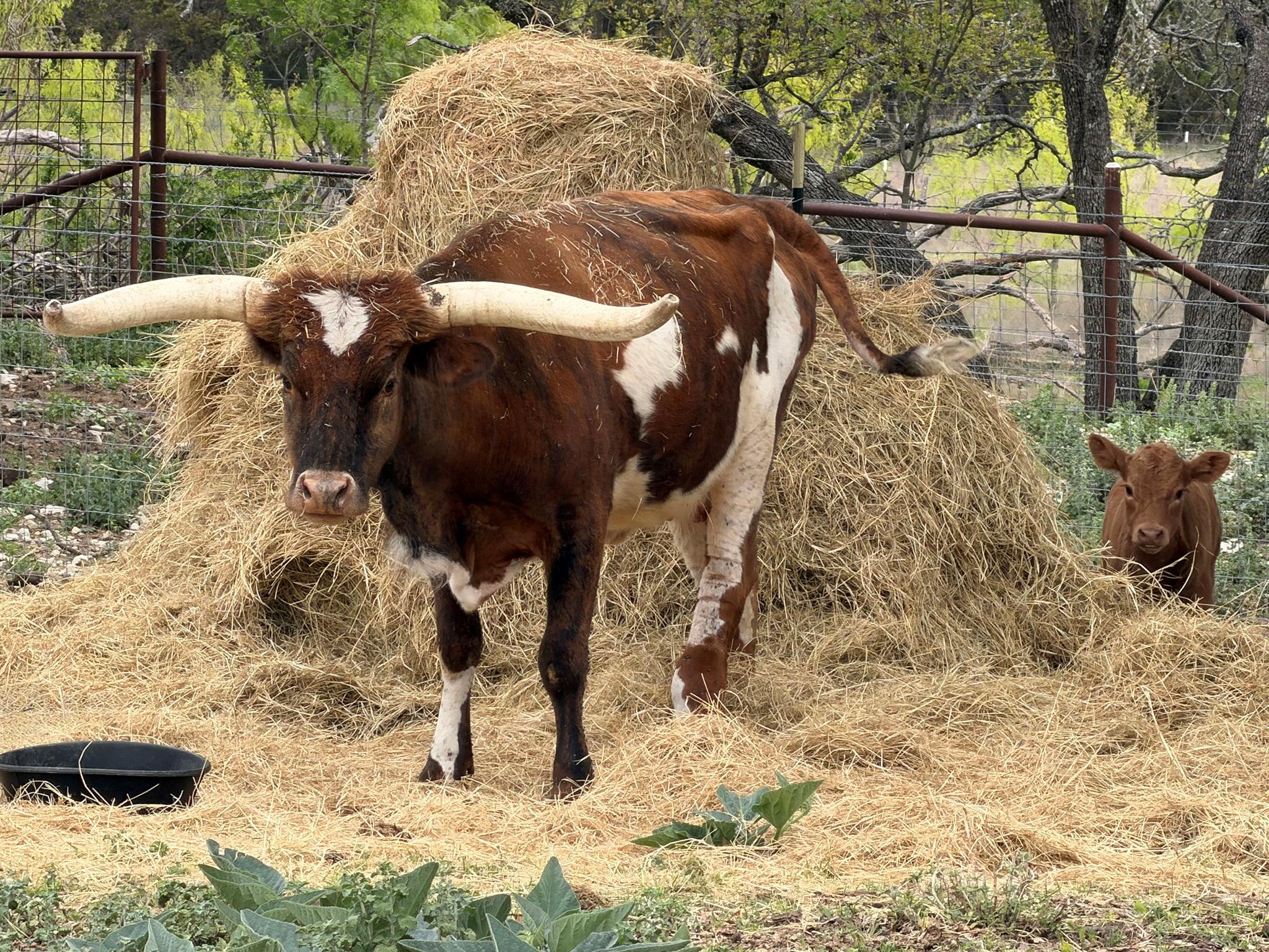 15040 County Road 2200, Lometa, TX 76853