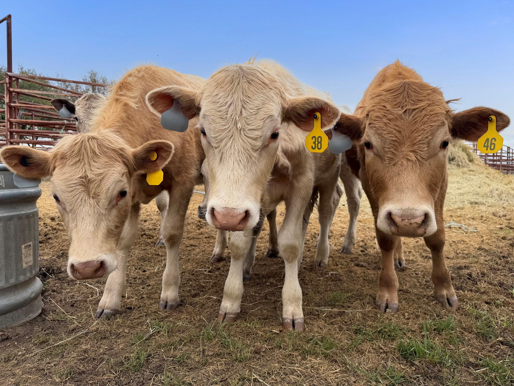 15040 County Road 2200, Lometa, TX 76853