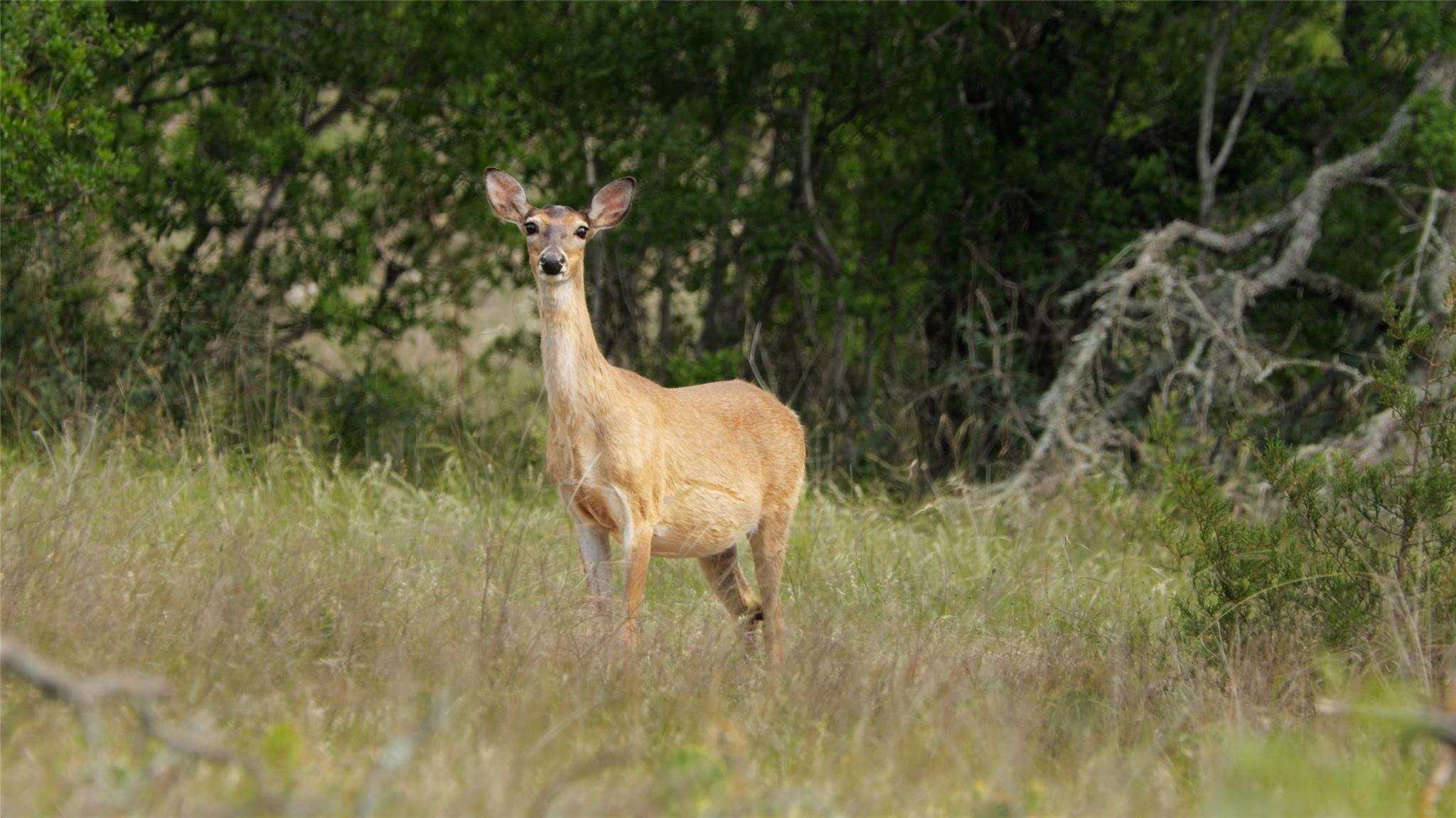 892 Baird Ranch Rd, Johnson City, TX 78636