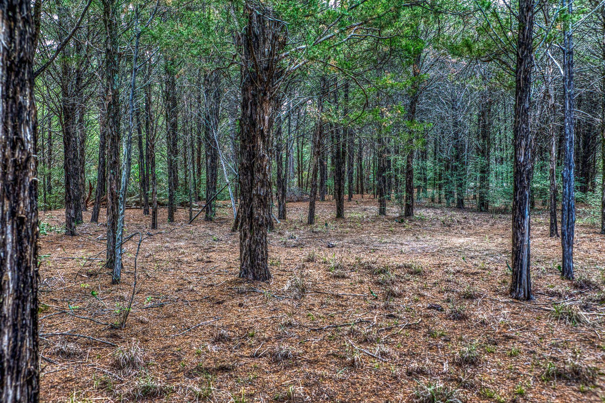 242 Cody Ln, Bastrop, TX 78602