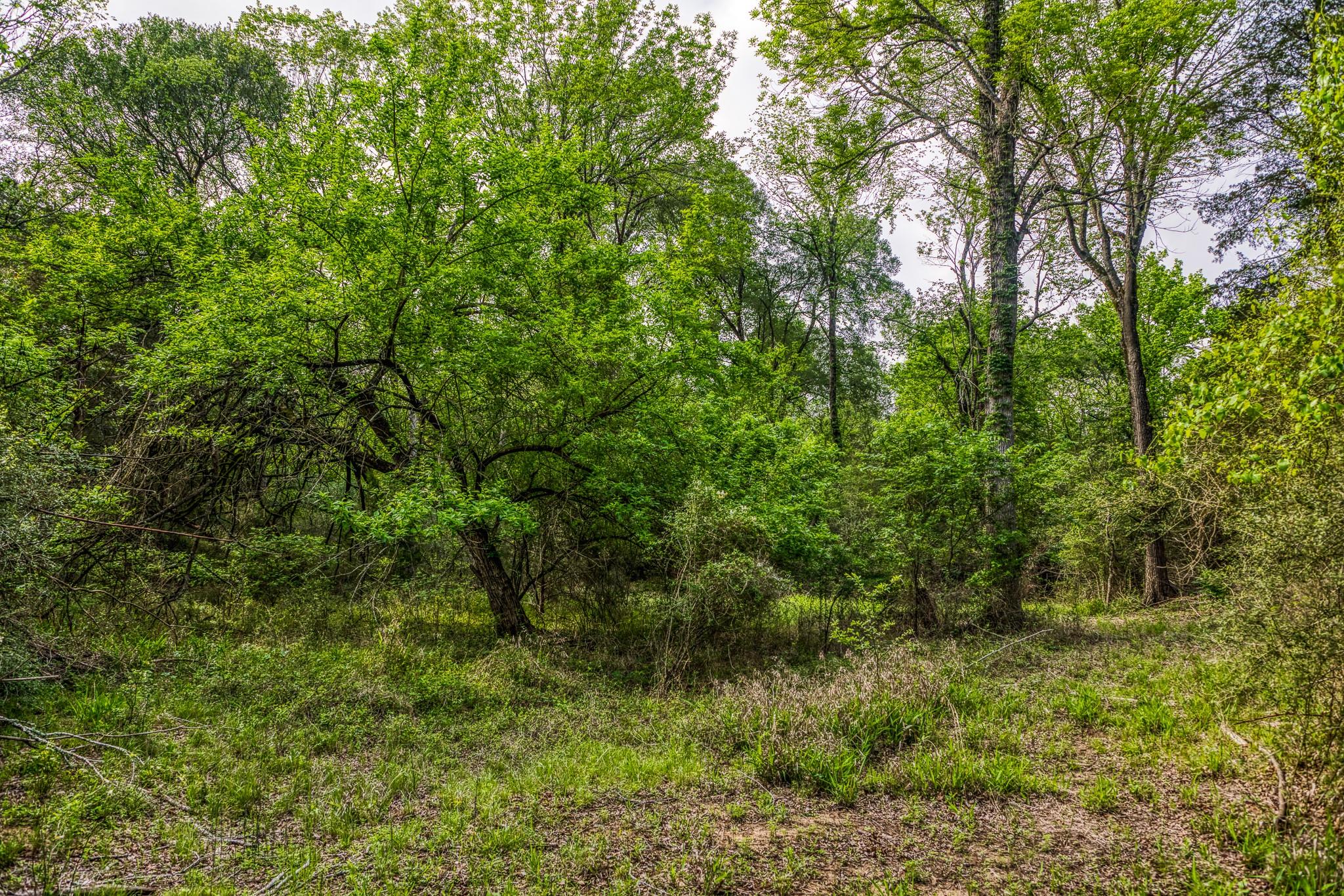 242 Cody Ln, Bastrop, TX 78602