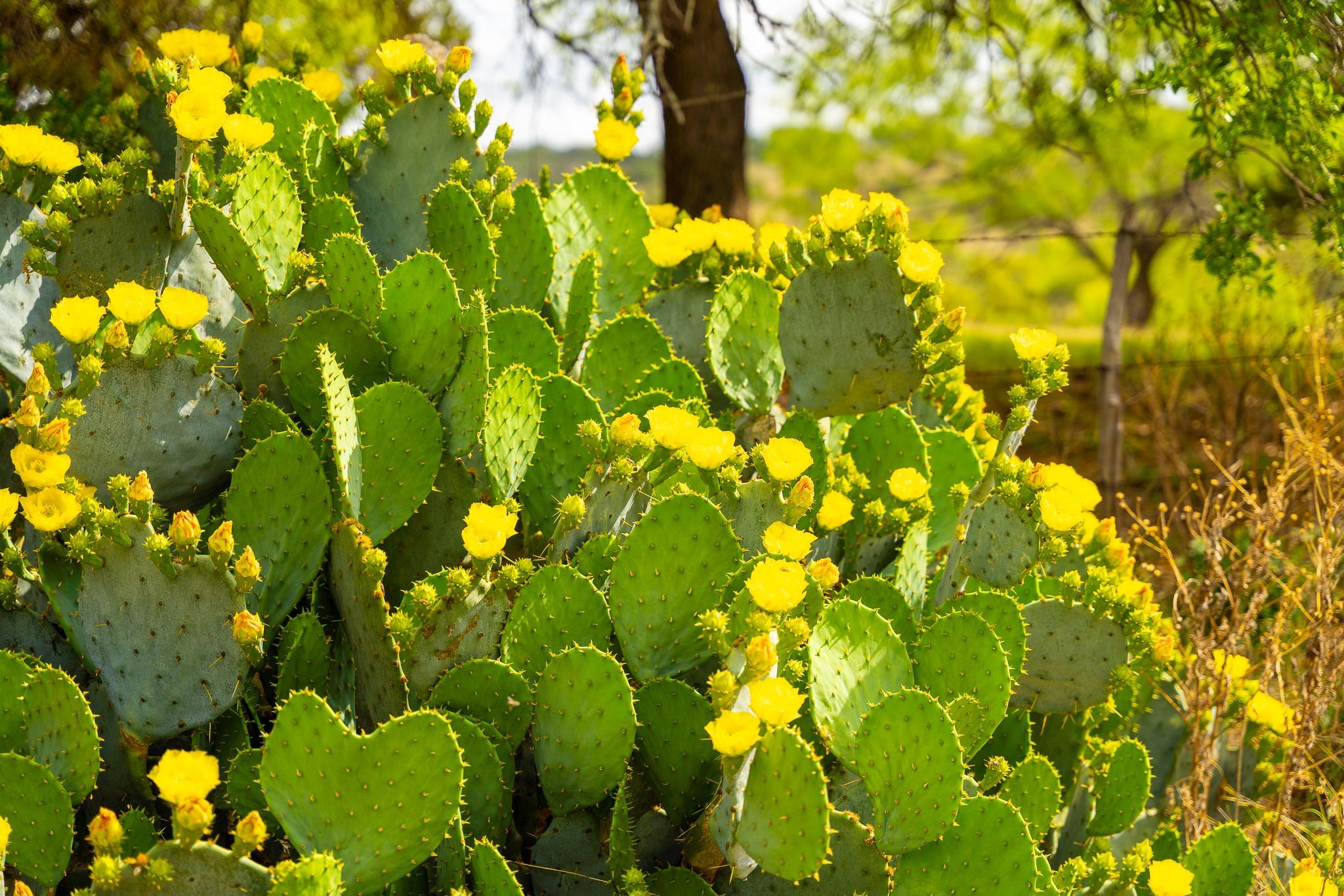 28205 Turner Ranch Rd, Marble Falls, TX 78654