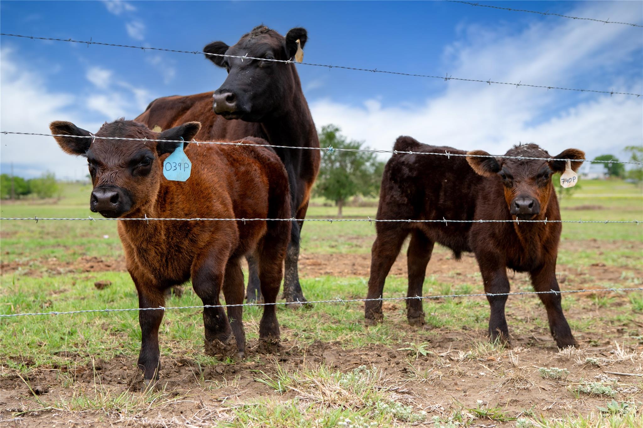 1854 County Road 464, Elgin, TX 78621