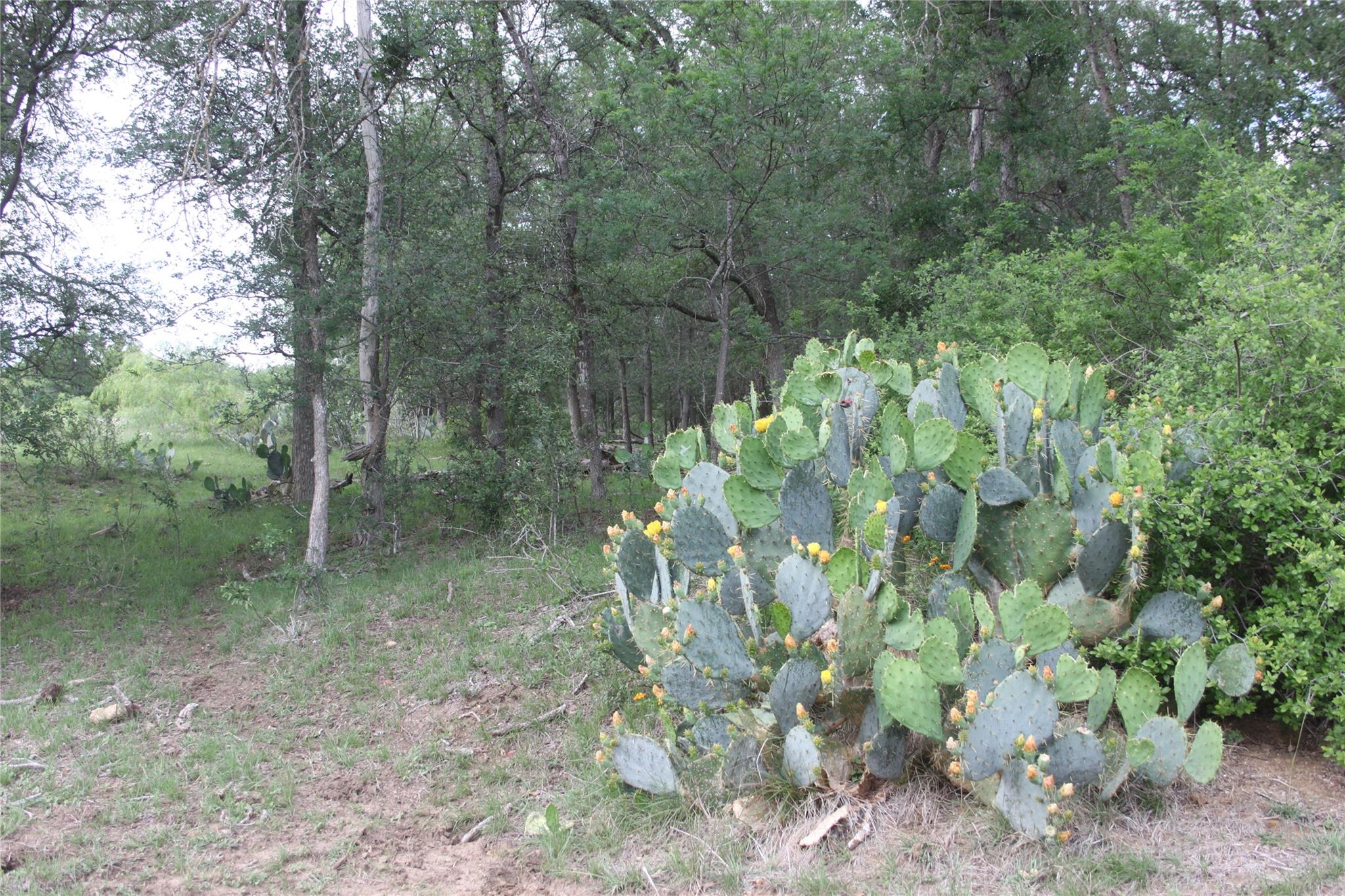 2915 Tumbleweed Trl, Dale, TX 78616