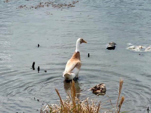 133 Shiner Ln, Georgetown, TX 78626