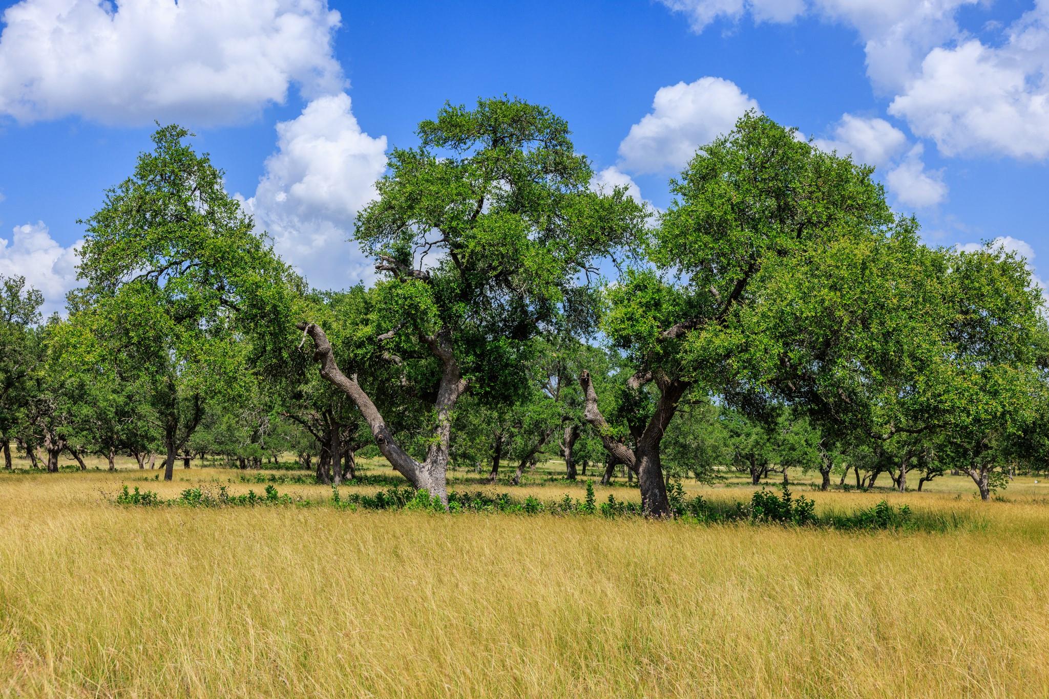 N/A Lone Man Mountain Rd, Wimberley, TX 78676