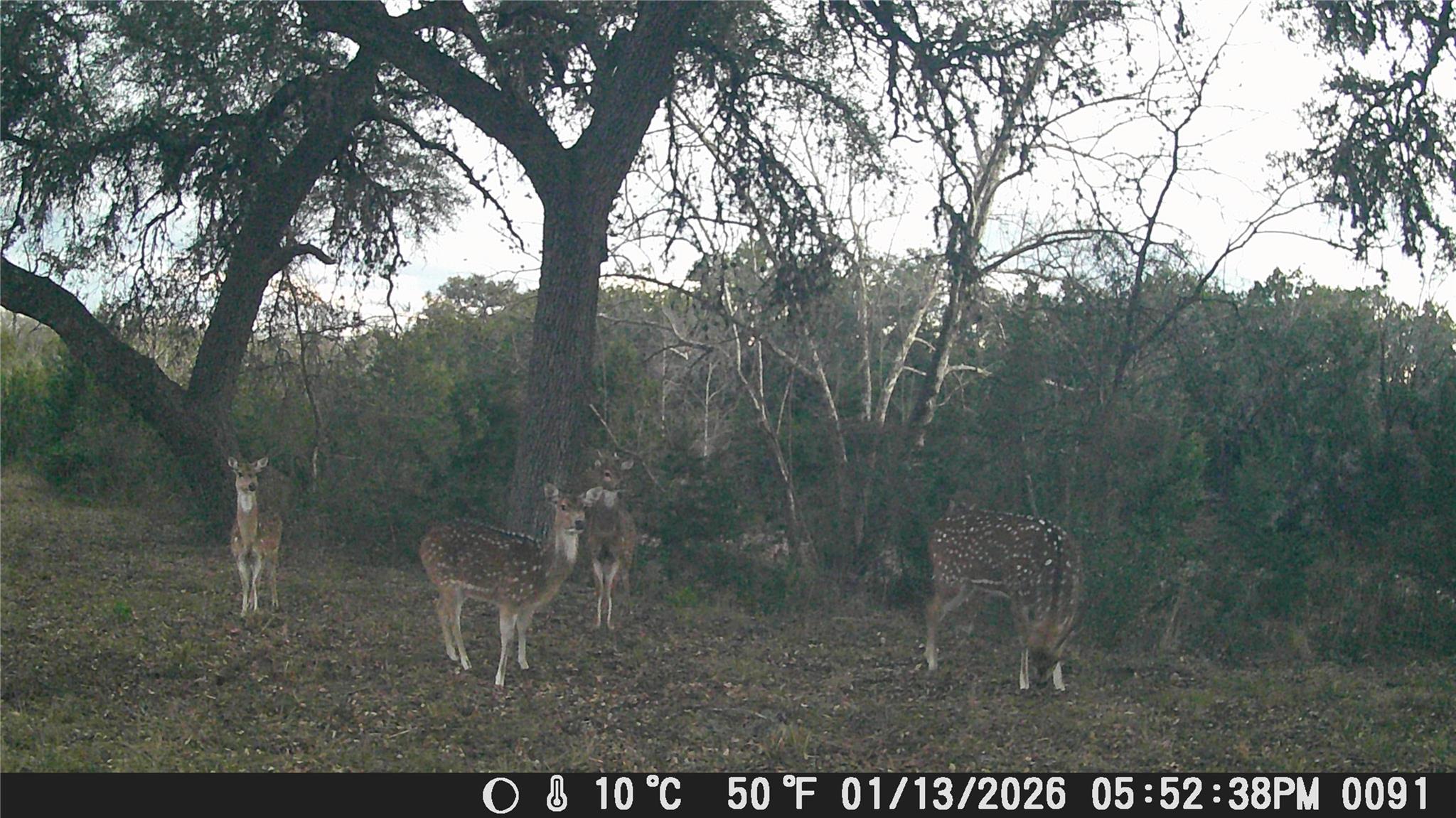 641 Patterson Creek Rd, Leakey, TX 78873