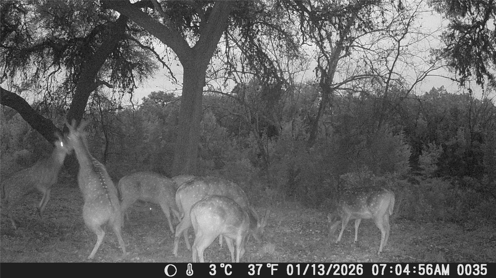 641 Patterson Creek Rd, Leakey, TX 78873