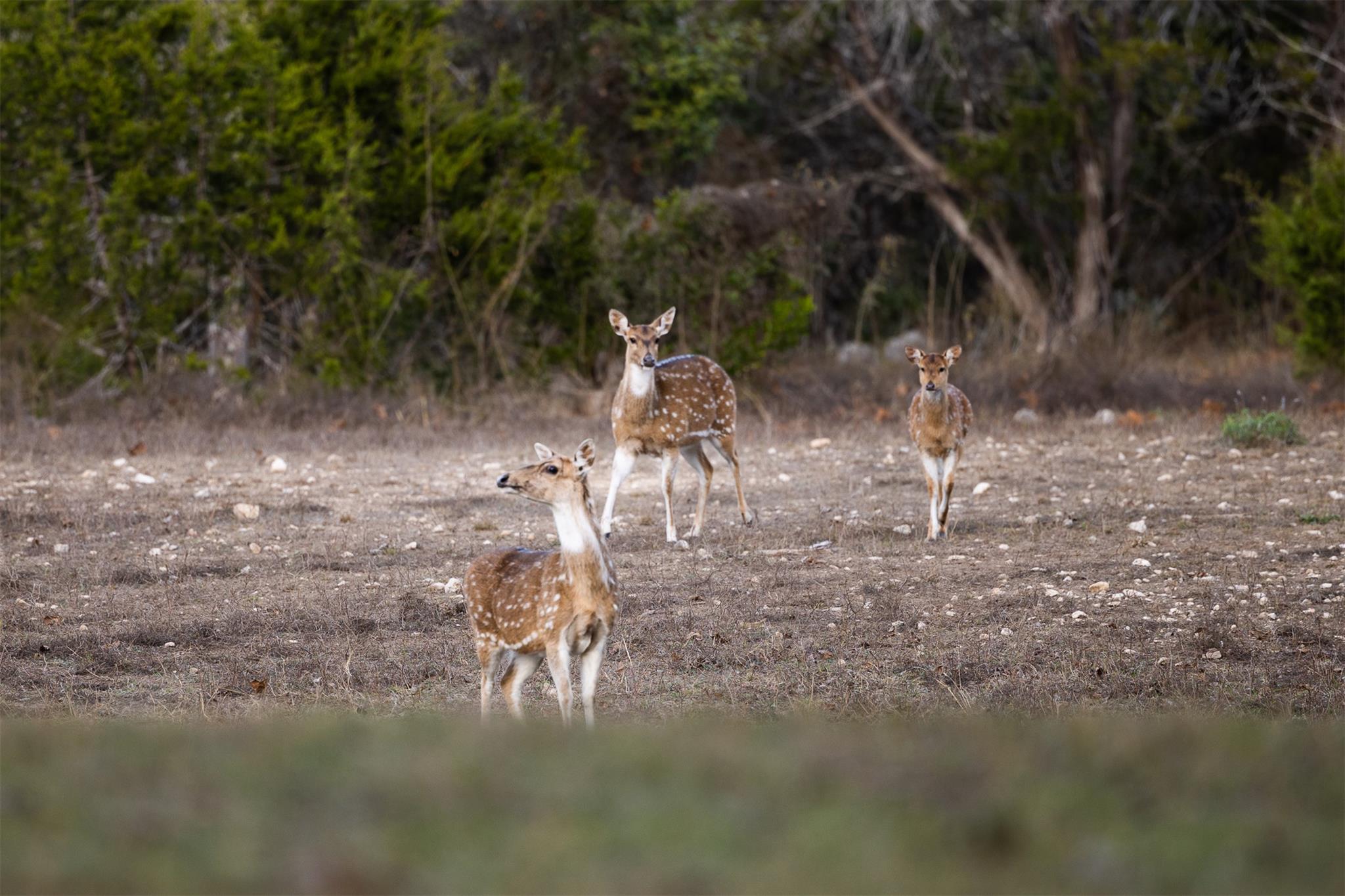 641 Patterson Creek Rd, Leakey, TX 78873