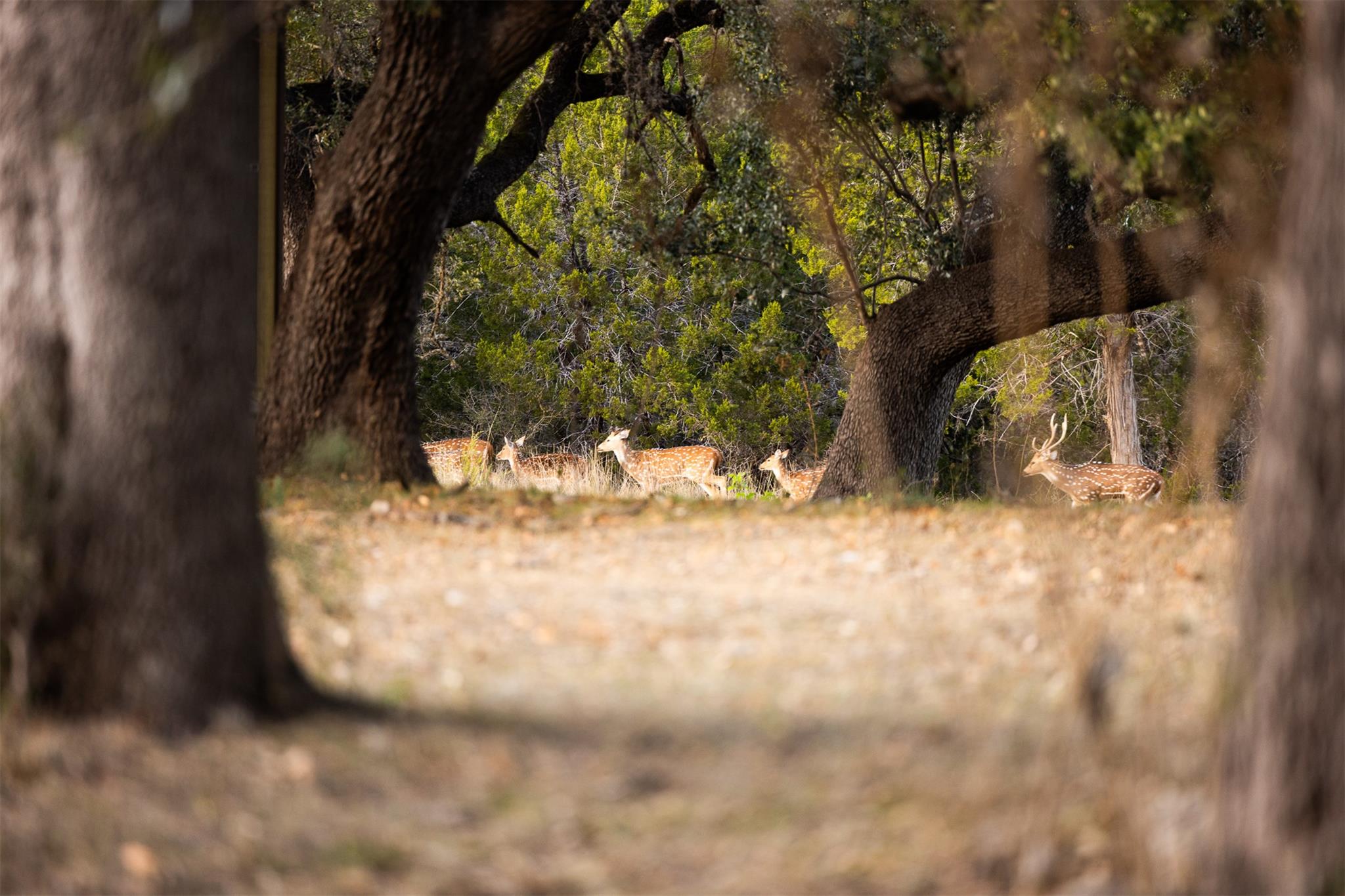 641 Patterson Creek Rd, Leakey, TX 78873