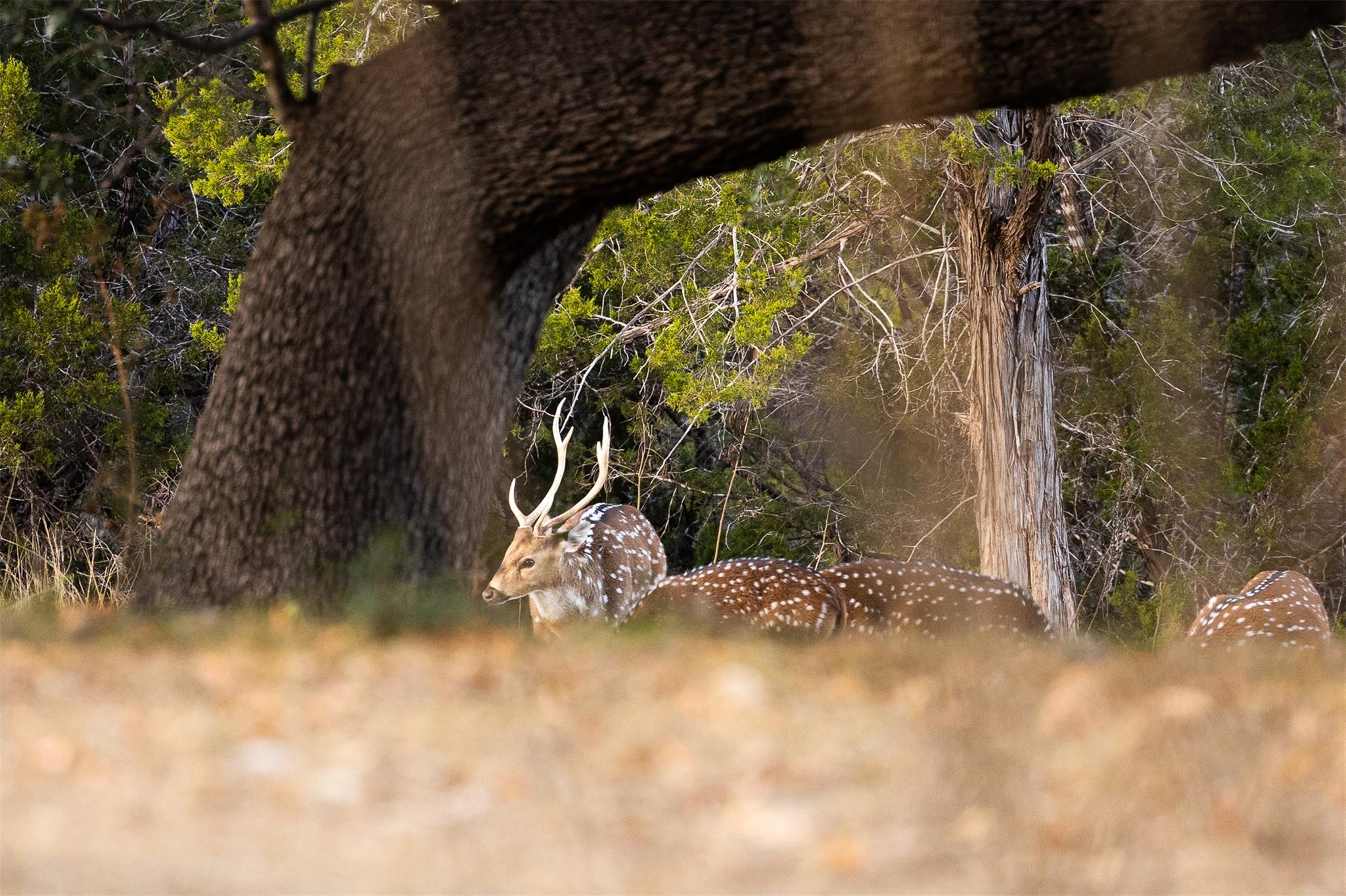 641 Patterson Creek Rd, Leakey, TX 78873