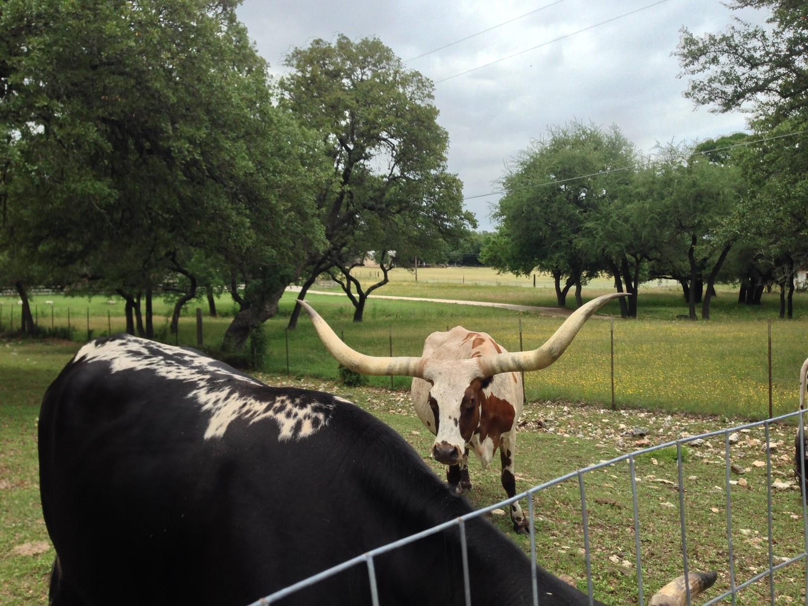 1308 Brianna Ct, Cedar Park, TX 78613
