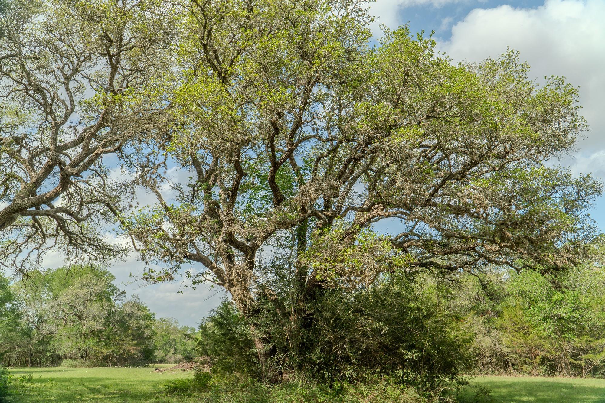 2745 Holub Rd, Schulenburg, TX 78956