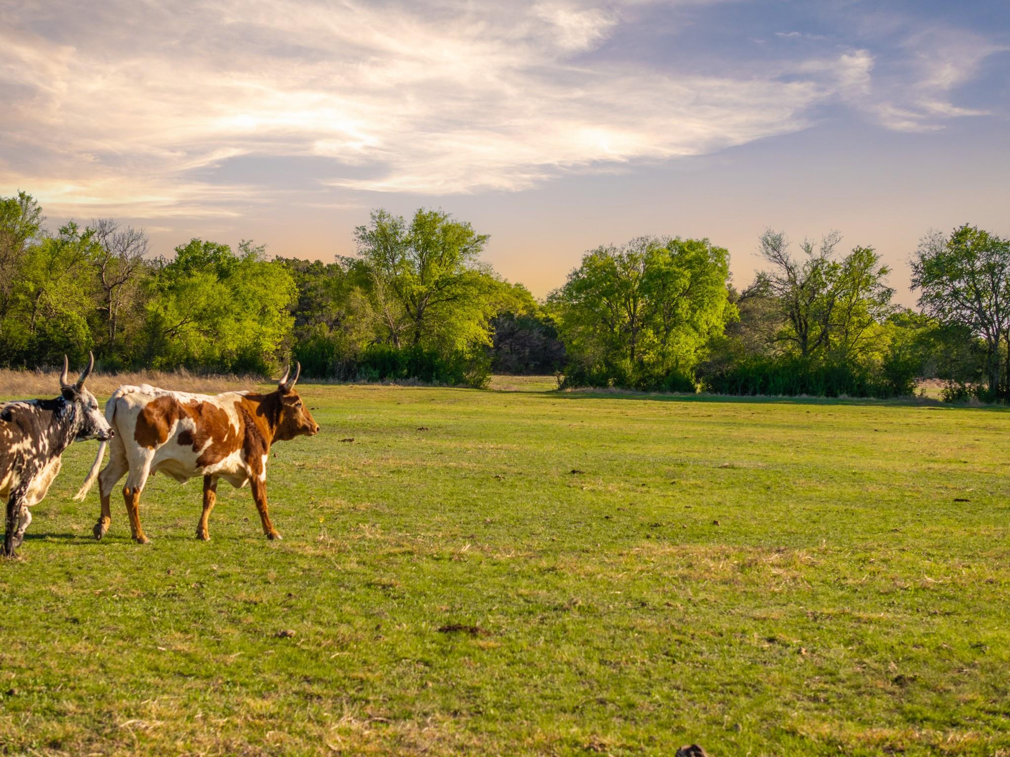 6234 S Fm 1174, Bertram, TX 78605