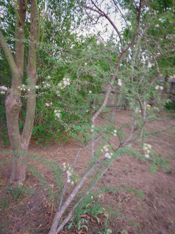 168 Cazador Dr, San Marcos, TX 78666