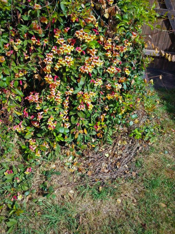 168 Cazador Dr, San Marcos, TX 78666