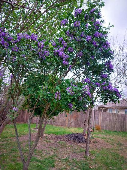 168 Cazador Dr, San Marcos, TX 78666