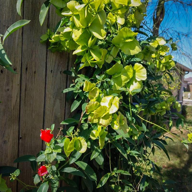 168 Cazador Dr, San Marcos, TX 78666