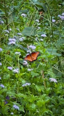 168 Cazador Dr, San Marcos, TX 78666