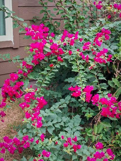 168 Cazador Dr, San Marcos, TX 78666