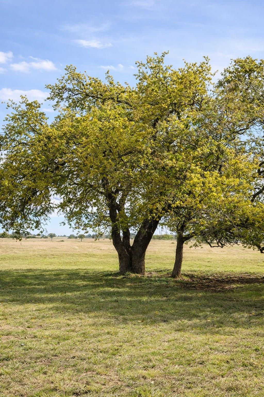 Lot 42 Reeh Rd, Fredericksburg, TX 78631