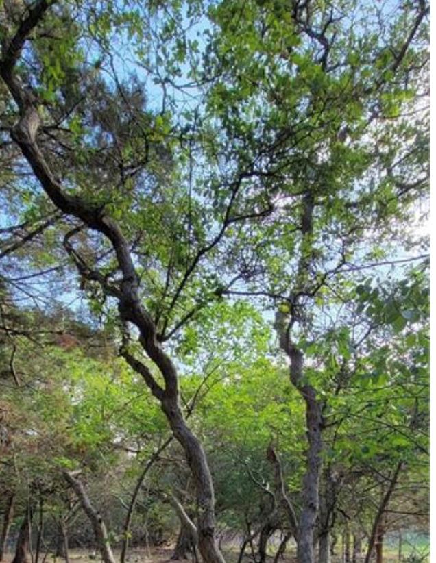 16082 Charlya Dr, Temple, TX 76502