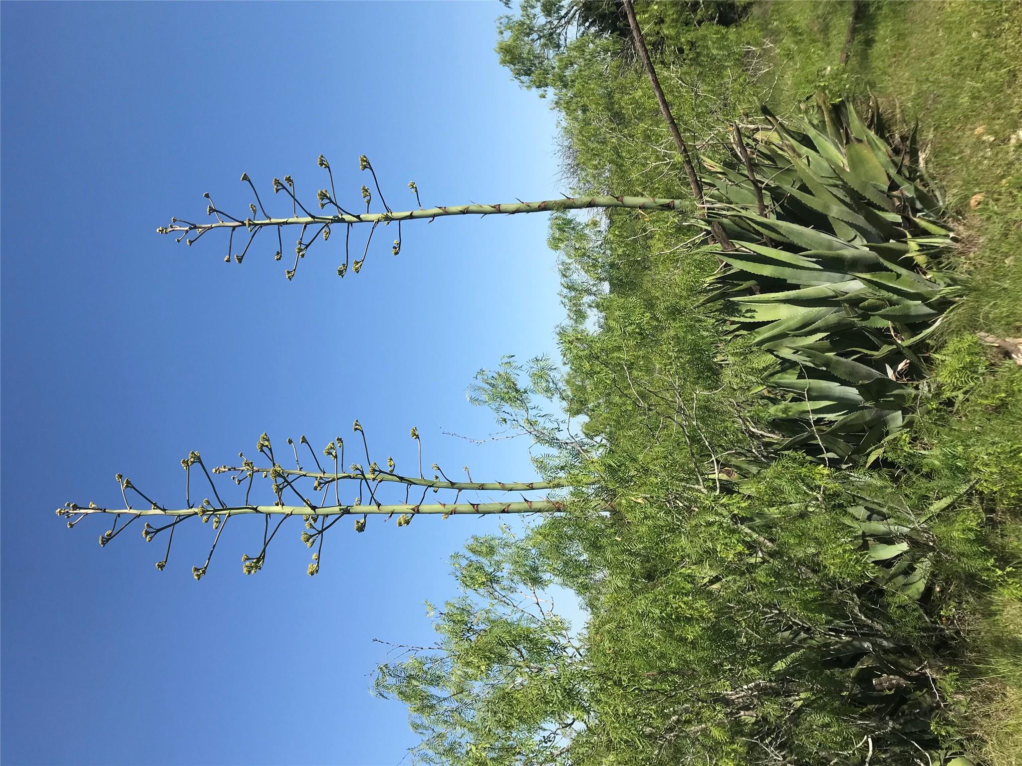 15501 Goforth Rd, Buda, TX 78610