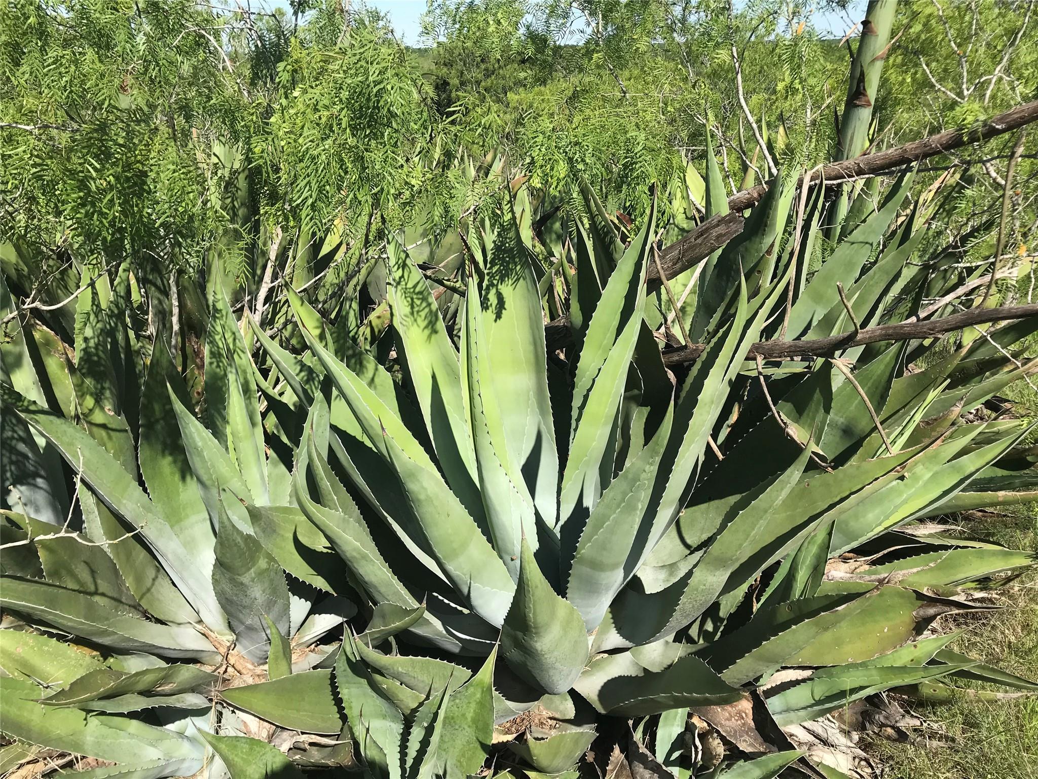 15501 Goforth Rd, Buda, TX 78610