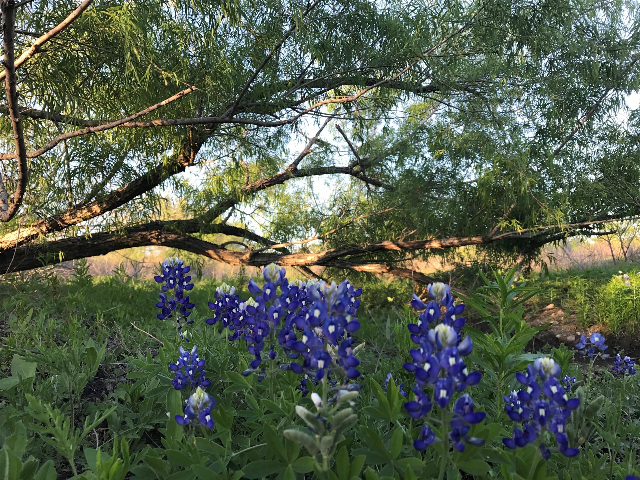 15501 Goforth Rd, Buda, TX 78610