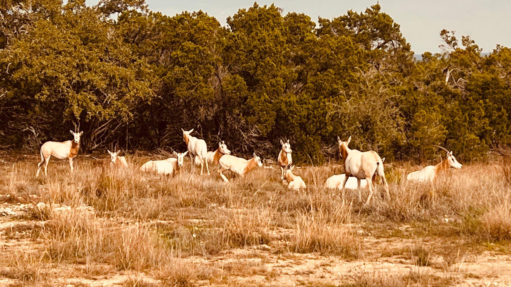 83 S Flat Rock Way, Johnson City, TX 78636